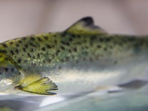 Researchers pave the way for breeding robust salmon to climate change