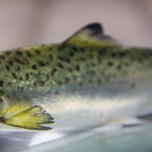 Researchers pave the way for breeding robust salmon to climate change