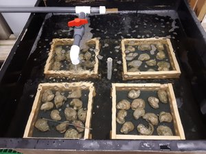 Texas to ramp up oyster farming