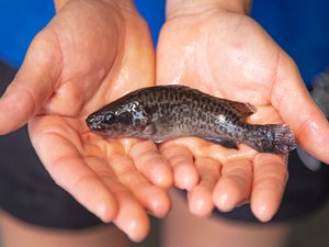 Aquna Sustainable Murray Cod secures position as worlds largest Murray cod producer