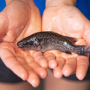 Aquna Sustainable Murray Cod secures position as worlds largest Murray cod producer