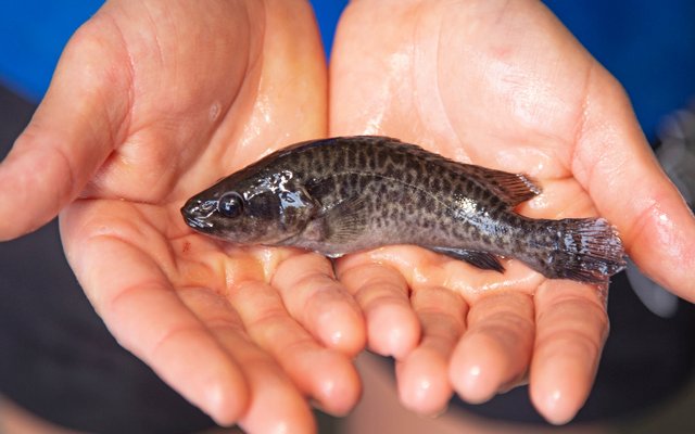 Aquna Sustainable Murray Cod secures position as worlds largest Murray cod producer