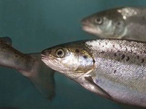 AquaBounty selects Ohio for its new RAS salmon farm