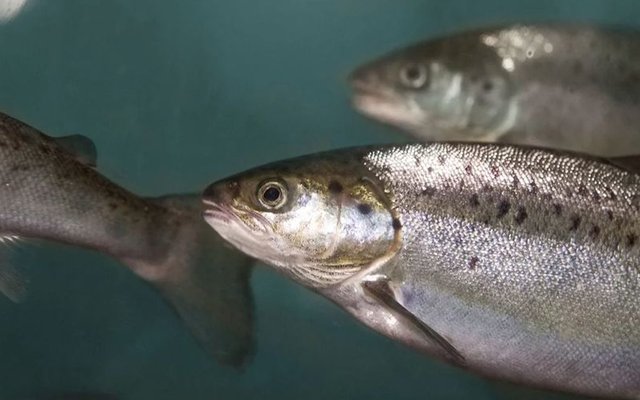 AquaBounty selects Ohio for its new RAS salmon farm