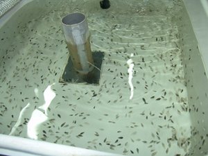 New fertilization method allows breeding programs in Senegalese sole