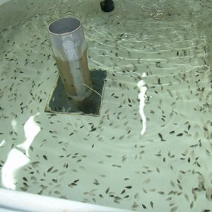 New fertilization method allows breeding programs in Senegalese sole