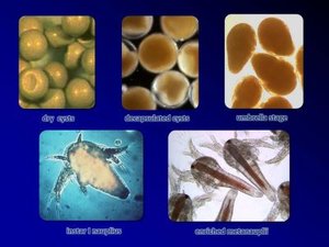 Webinar on the status of Artemia cyst use in fish and crustacean hatcheries