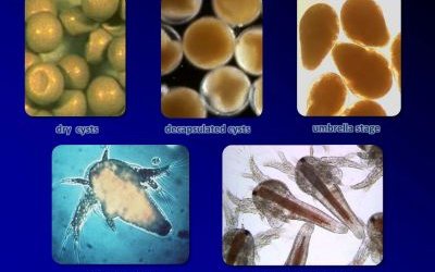 Webinar on the status of Artemia cyst use in fish and crustacean hatcheries