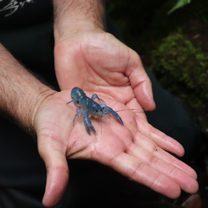 Worlds first release of captive-reared juvenile giant freshwater crayfish