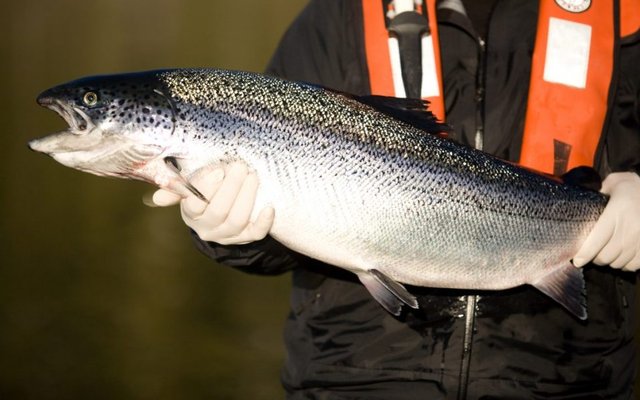 Salmon juveniles culled after ISA detection