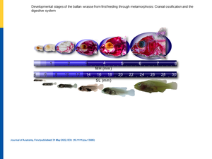 Developmental stages of the ballan wrasse from first feeding through metamorphosis