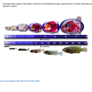 Developmental stages of the ballan wrasse from first feeding through metamorphosis