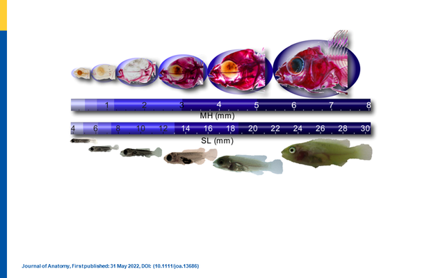 Developmental stages of the ballan wrasse from first feeding through metamorphosis