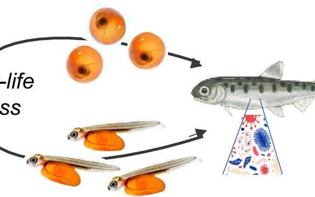 Early life stress causes persistent impacts on the microbiome of Atlantic salmon