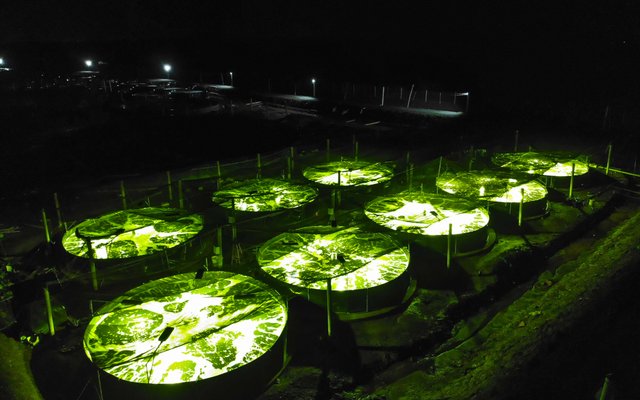 LED lighting can improve shrimp production