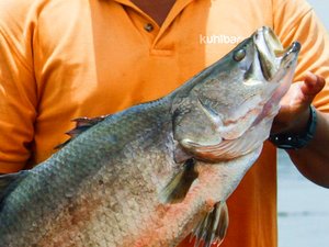 Premium barramundi to be produced in Singapore
