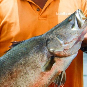 Premium barramundi to be produced in Singapore