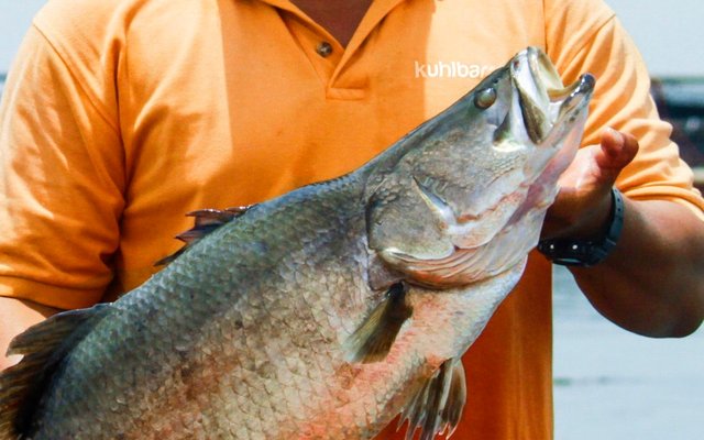 Premium barramundi to be produced in Singapore