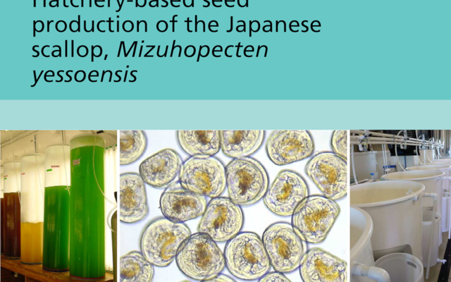 Hatchery-based seed production of the Japanese scallop