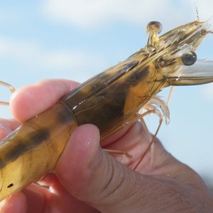 Kona Bay supplies shrimp broodstock to India amid lockdown