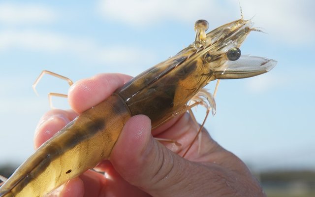 Kona Bay supplies shrimp broodstock to India amid lockdown