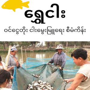 Mobile app connects Myanmar fish farmers with aquaculture information