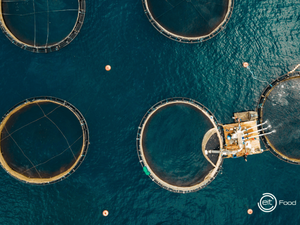 New tuna breeding project to accelerate innovation in sustainable aquaculture