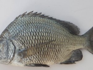 India develops hatchery technology for picnic seabream