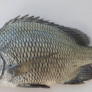 India develops hatchery technology for picnic seabream