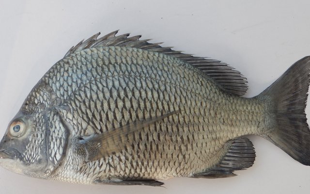 India develops hatchery technology for picnic seabream