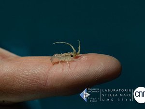 Major breakthrough in red lobster breeding