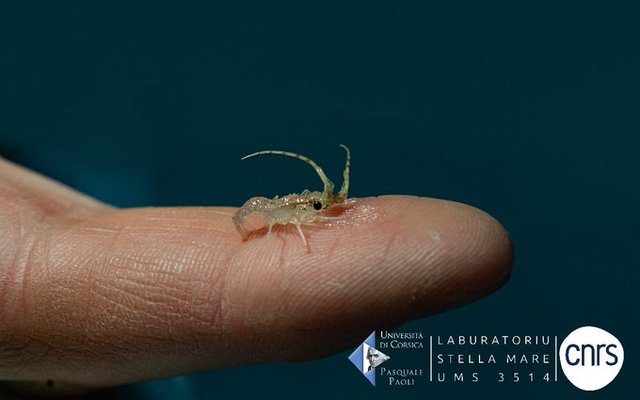 Major breakthrough in red lobster breeding