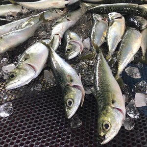 Nissui harvests first land-based farmed mackerel