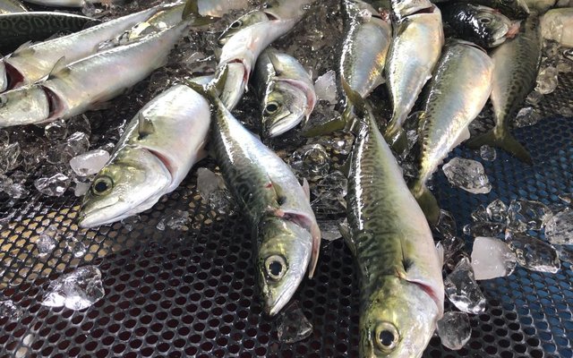Nissui harvests first land-based farmed mackerel