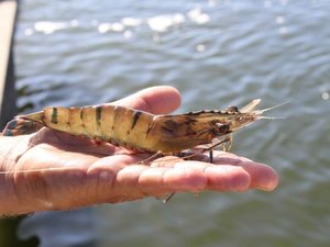 World-first mapping of the Aussie tiger prawn genome