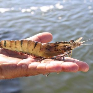 World-first mapping of the Aussie tiger prawn genome