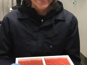 First salmon ova to Atlantic Sapphire delivered from Iceland