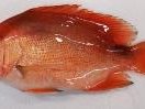 Singapore awards $17 million for aquaculture projects