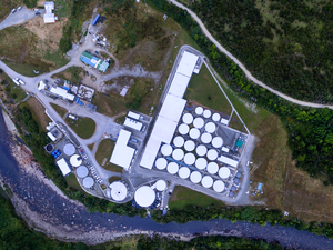 CHILE - Benchmark and AquaChile join forces to create salmon breeding operation