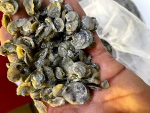 Orkney Shellfish Hatcherys first stock of native flat oyster spat released into Scottish seas