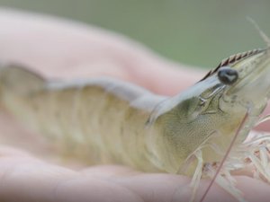 Sustainable Shrimp Partnership celebrates three-year anniversary