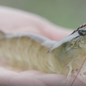 Sustainable Shrimp Partnership celebrates three-year anniversary