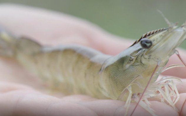 Sustainable Shrimp Partnership celebrates three-year anniversary