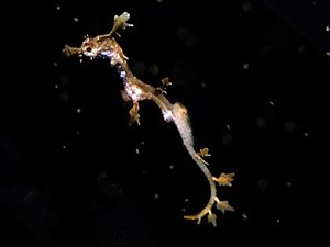 Baby Dragons Hatched at Birch Aquarium