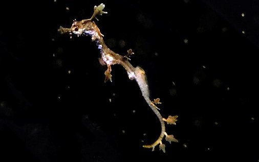 Baby Dragons Hatched at Birch Aquarium