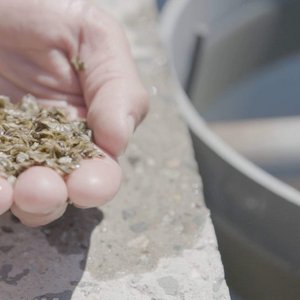 Oyster breeding project to boost Eastern Canada industry