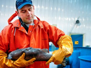 New US program to speed salmon breeding