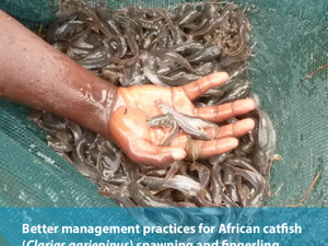 Better management practices for African catfish spawning and fingerling production in the Democratic Republic of Congo