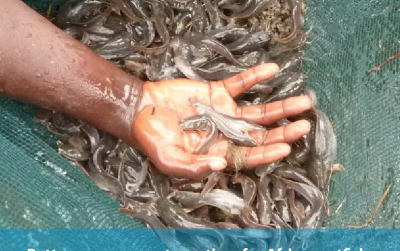 Better management practices for African catfish spawning and fingerling production in the Democratic Republic of Congo