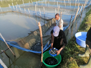 Tilapia hatchery manual for farmers in Ghana